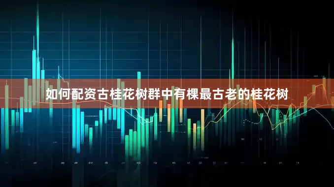 如何配资古桂花树群中有棵最古老的桂花树